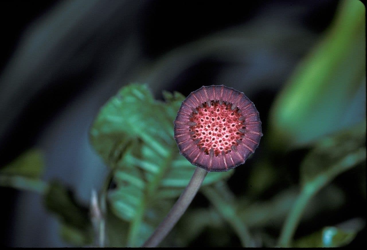 Dorstenia