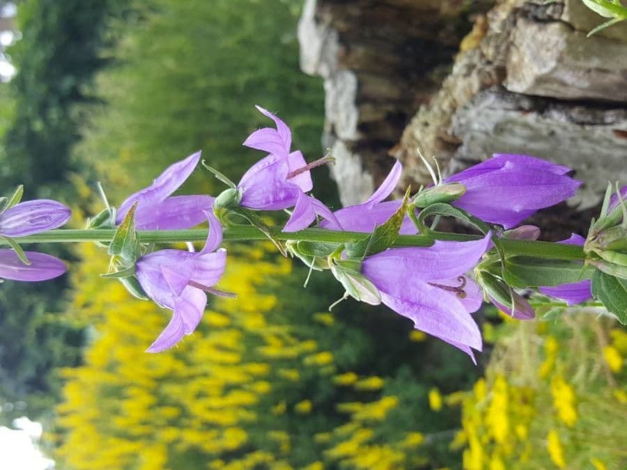 Acker-Glockenblume 8