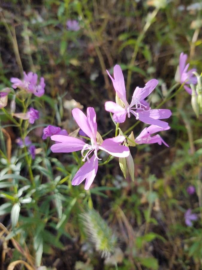 Clarkia modesta 5