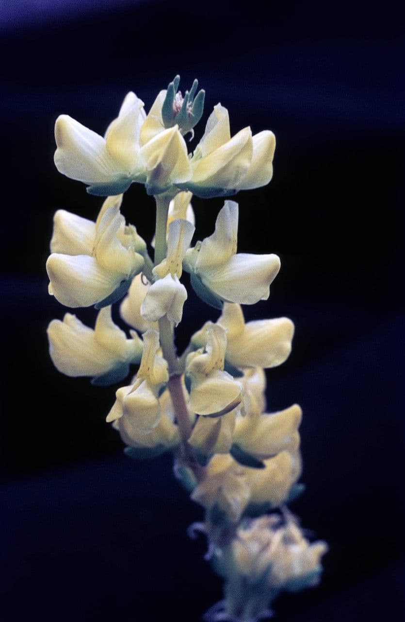 Lupino giallo