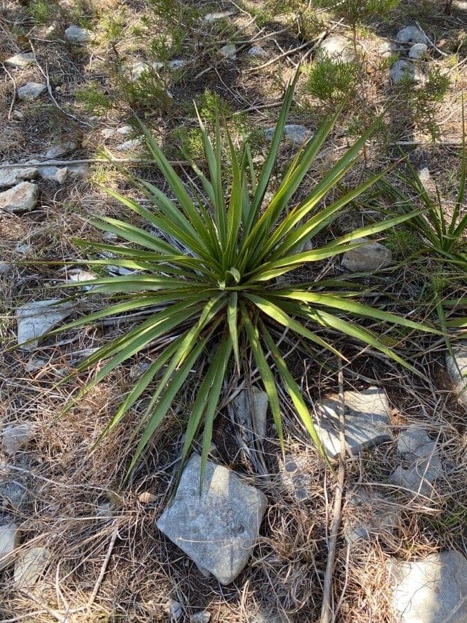 Fels-Yucca 15