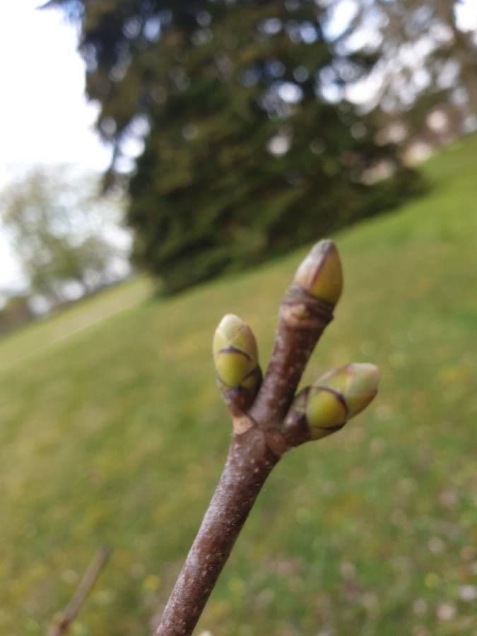 Kanarische Eiche 9