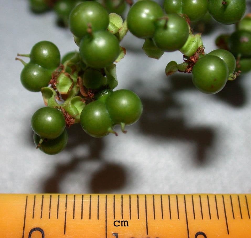 Pinzona coriacea 2