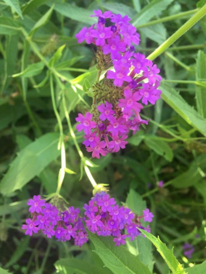 Verbena rigida 7