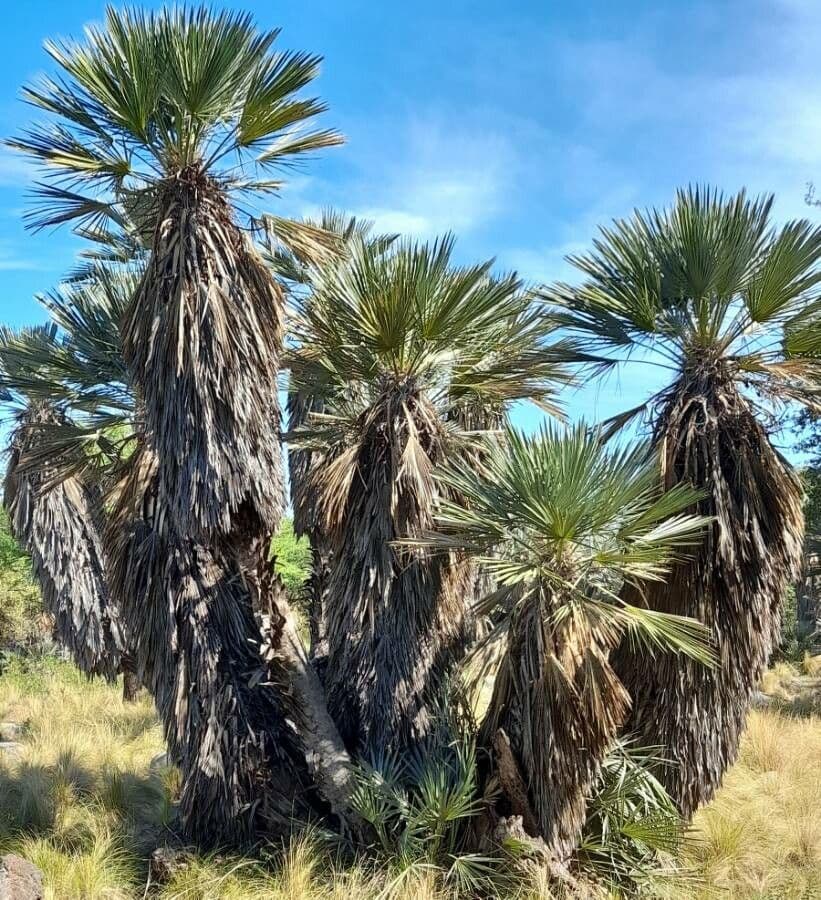 Trithrinax polny 7