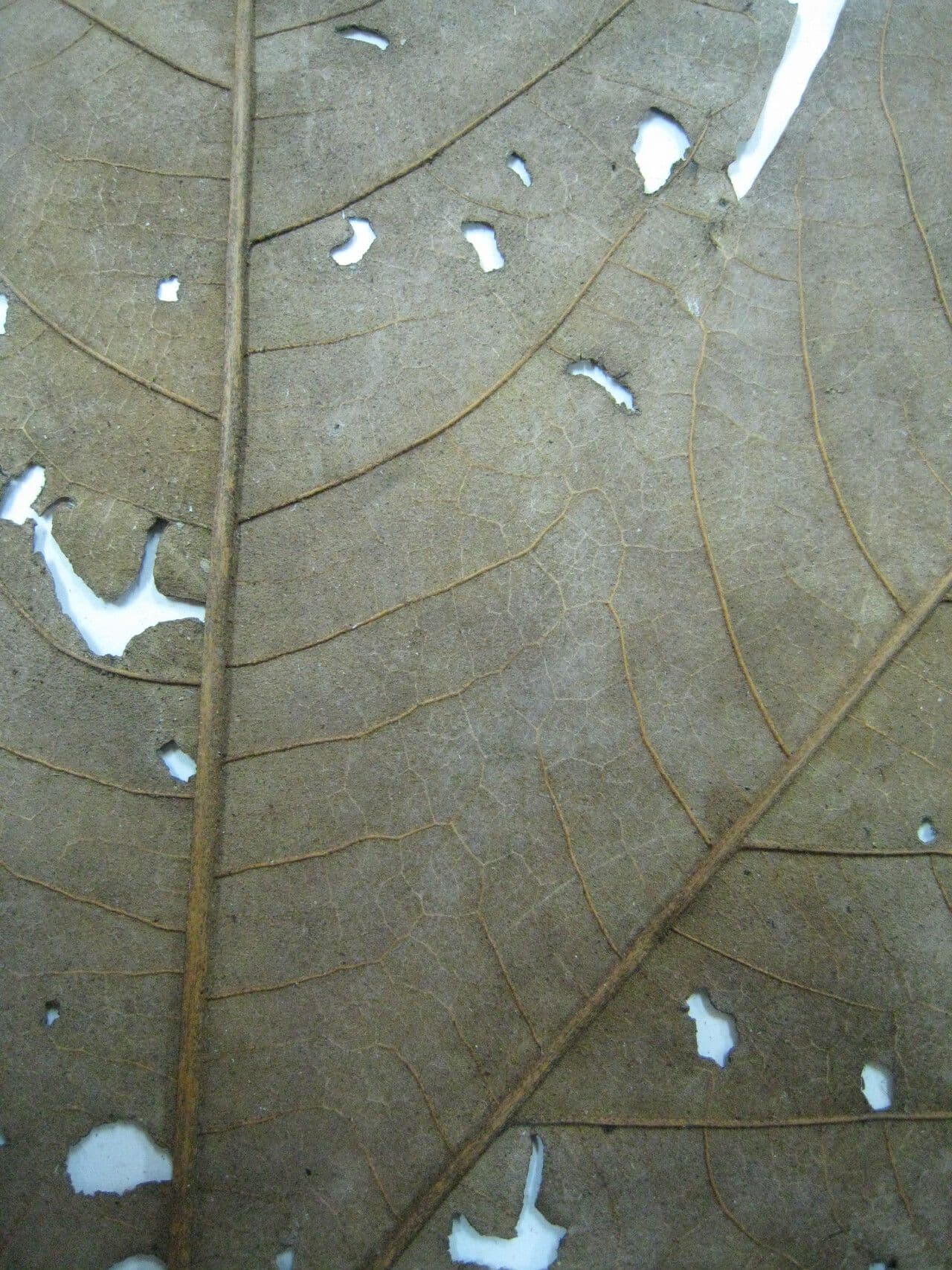 Prügelstrauch 8