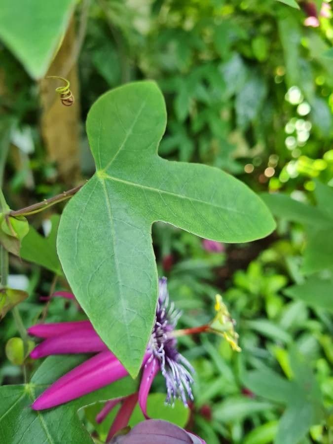 Passiflora ametista 14