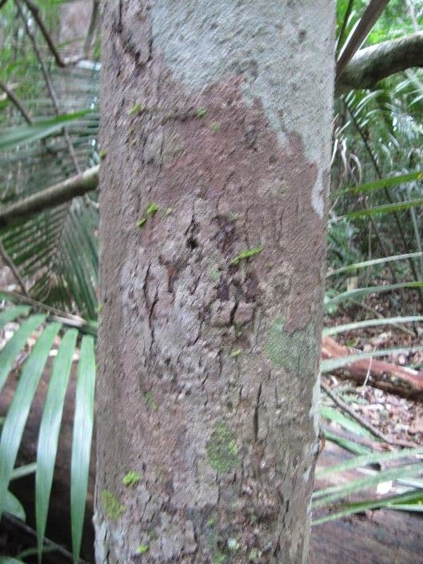 Protium sagotianum 9