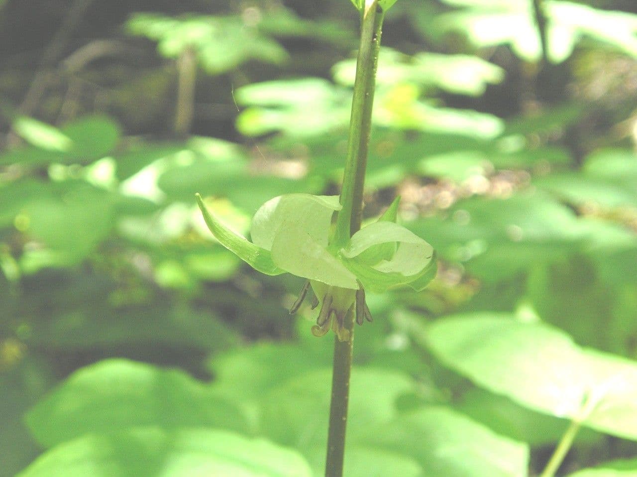 Trillium pochylone 10