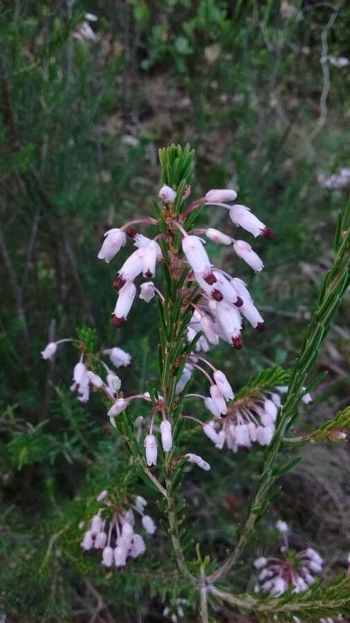 Erica multiflora 30