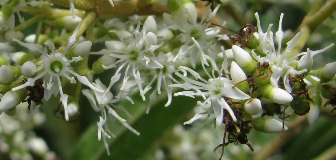 Miconia minutiflora 4