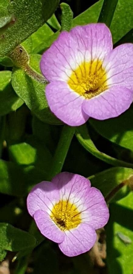 Leinblättrige Gratiola 2