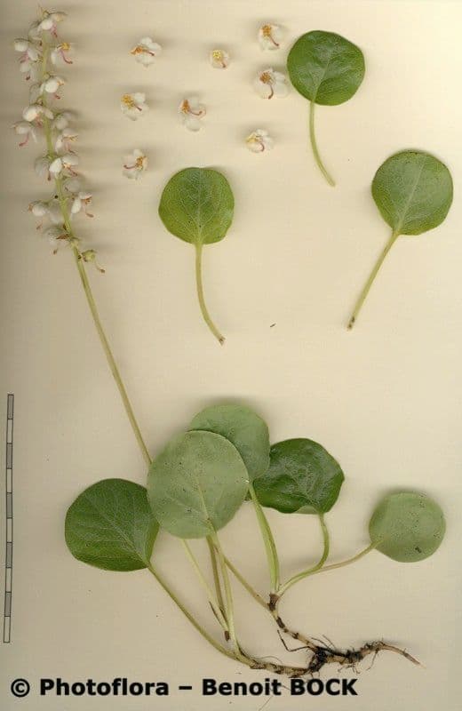 Round-leaf wintergreen 22
