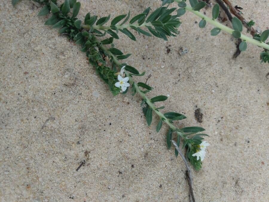 Euploca polyphylla