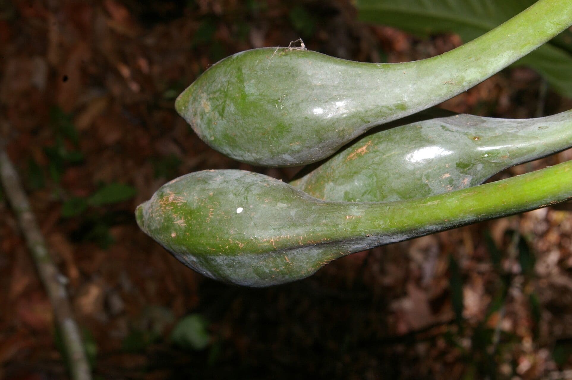 Syngonium 2