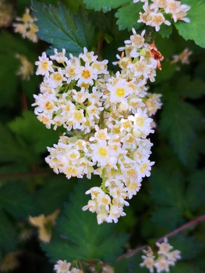 Neillia incisa 4