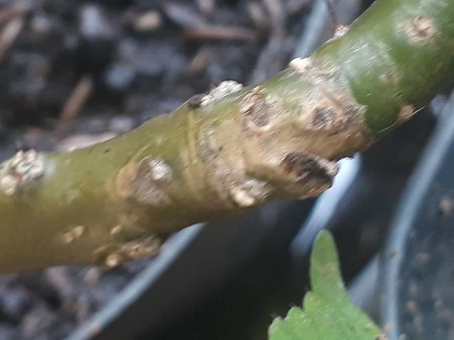 Cactus rosa 22