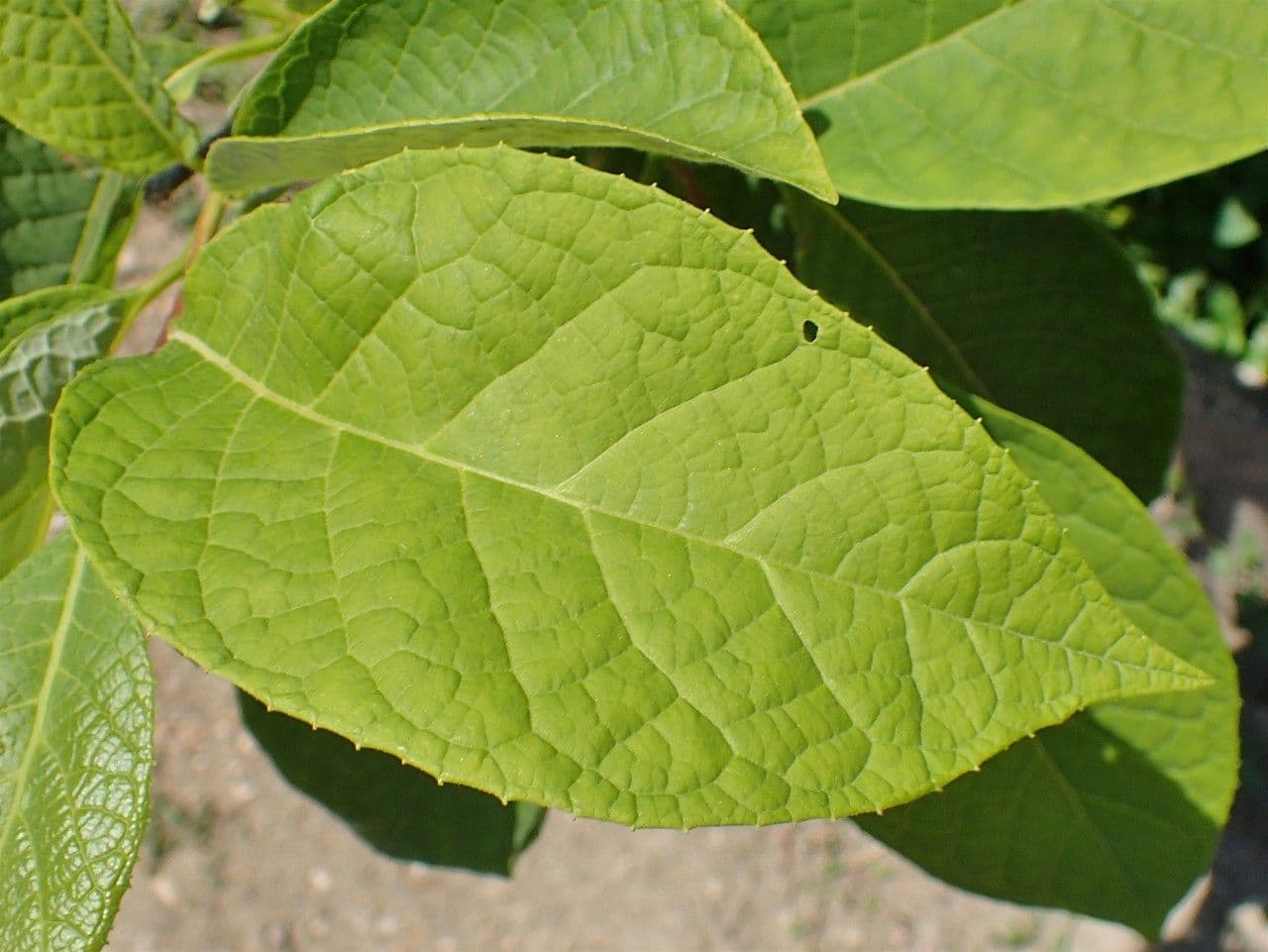 Pterostyrax hispidus 16