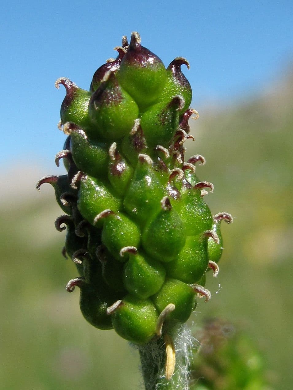 Jaskier Küpfera 3