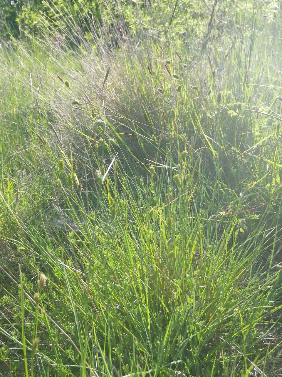 Carice distante 11