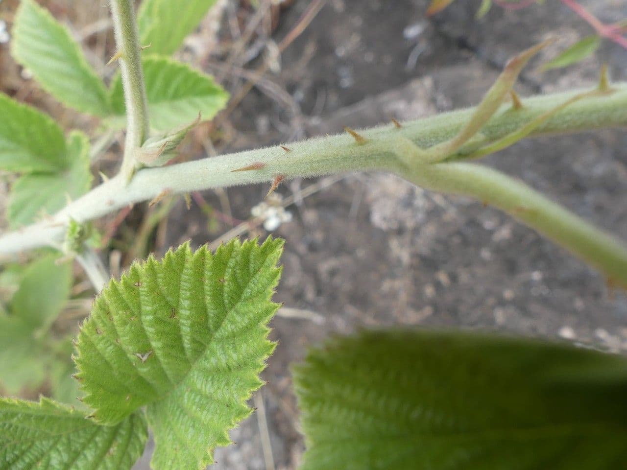 Rubus apetalus 16