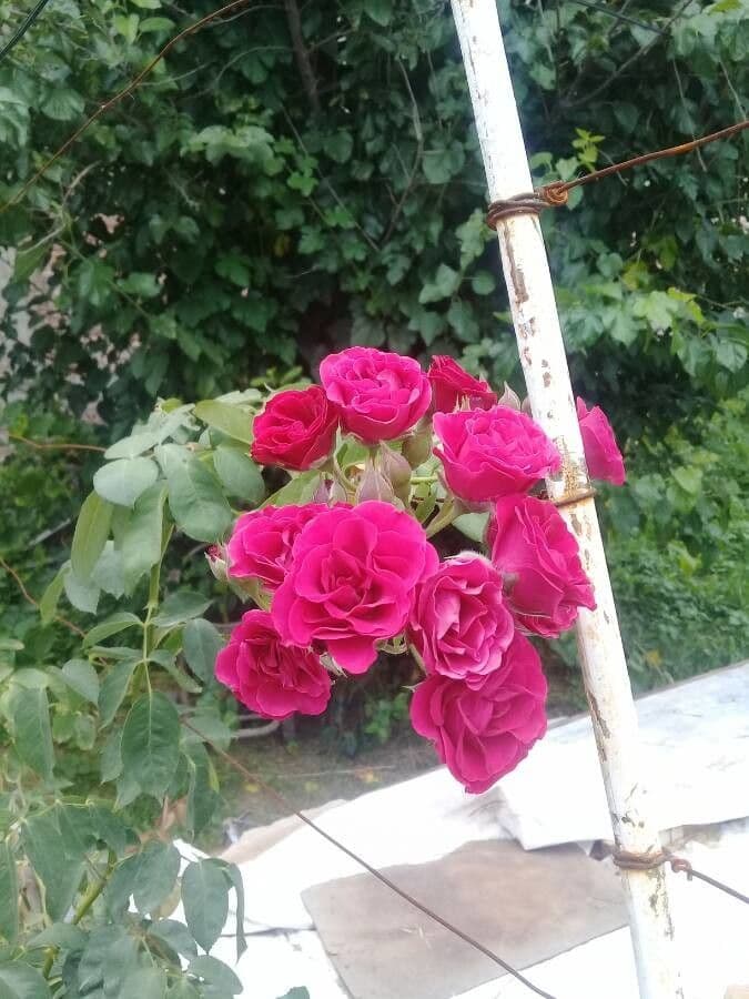 Rosa 9