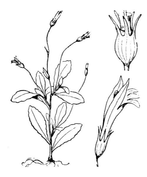 Solenopsis 22