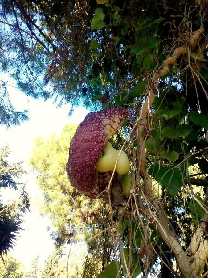 Spanische Osterluzei 2