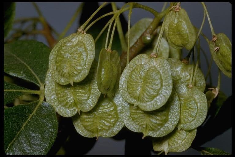 Ptelea crenulata 3