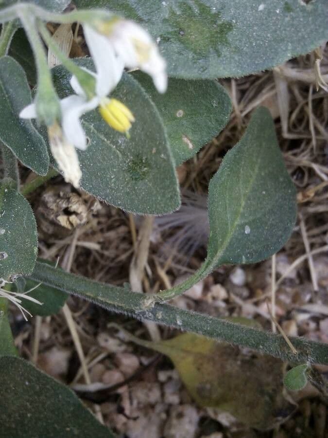 Solanum chenopodioides 21