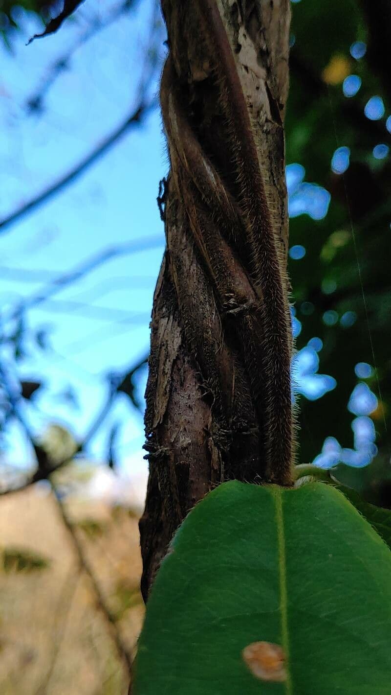 Caprifoglio acuminato 22