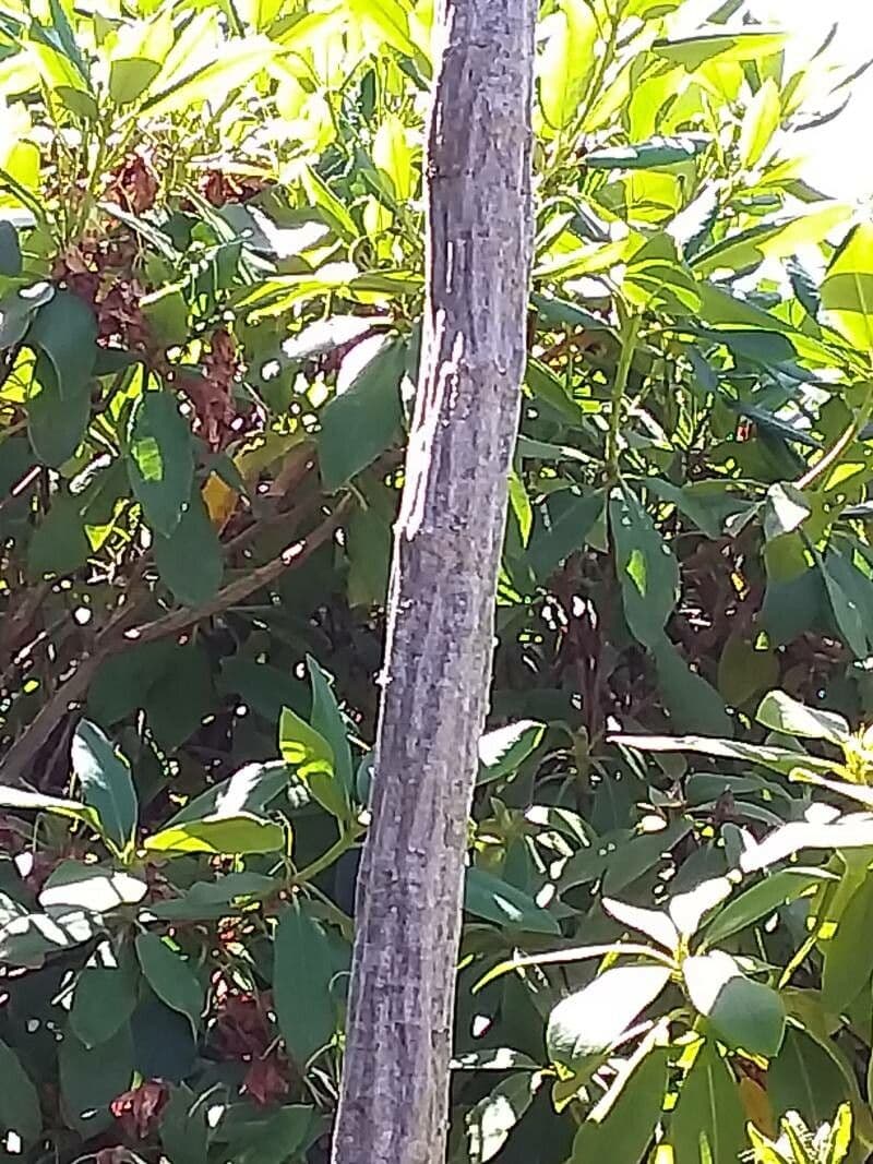 Pseudopanax 9