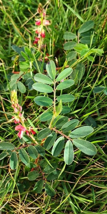 Indigofera hendecaphylla 13