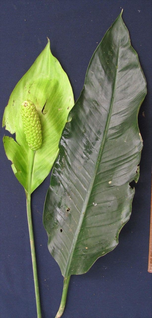 Spargelblatt 7