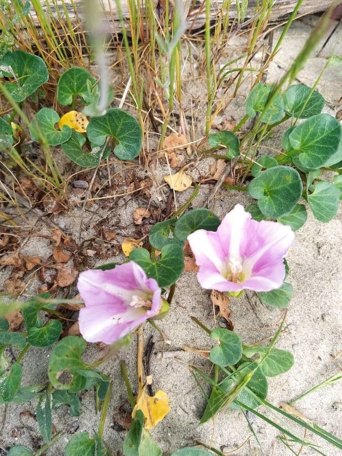 Strandwinde 8