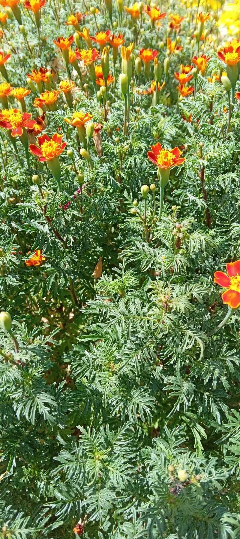 Schmalblättrige Studentenblume 11