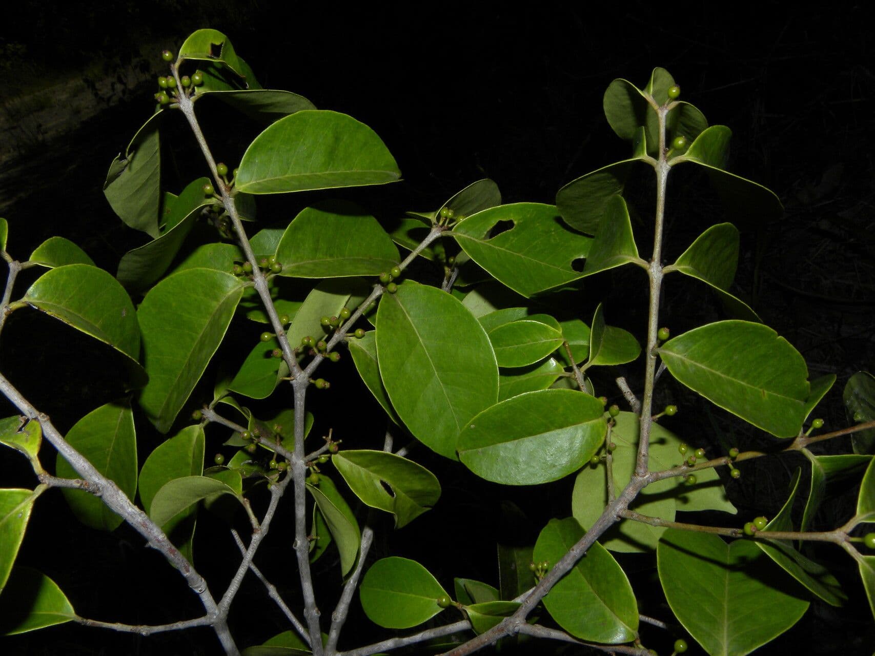 Eugenia 5