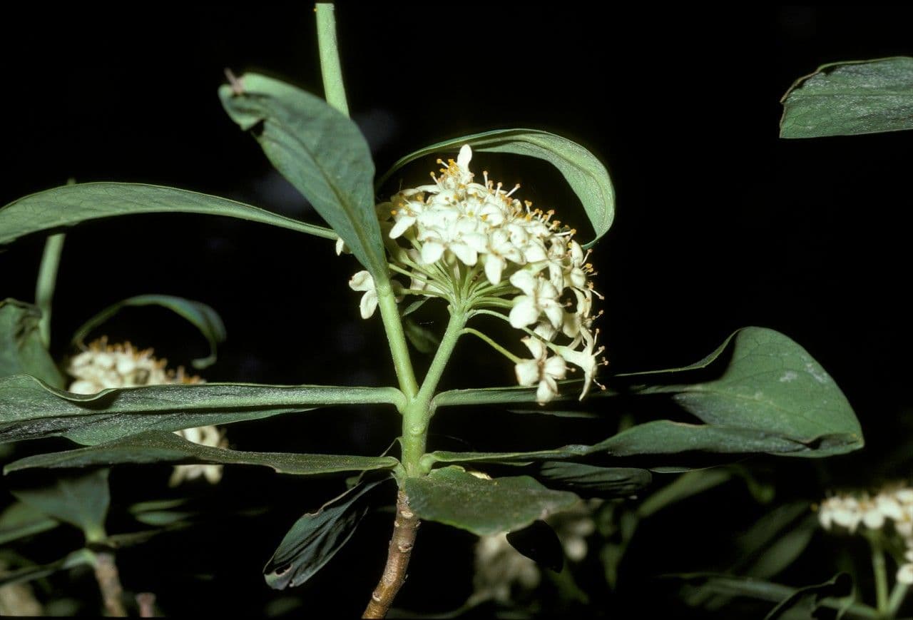 Ovidia 5