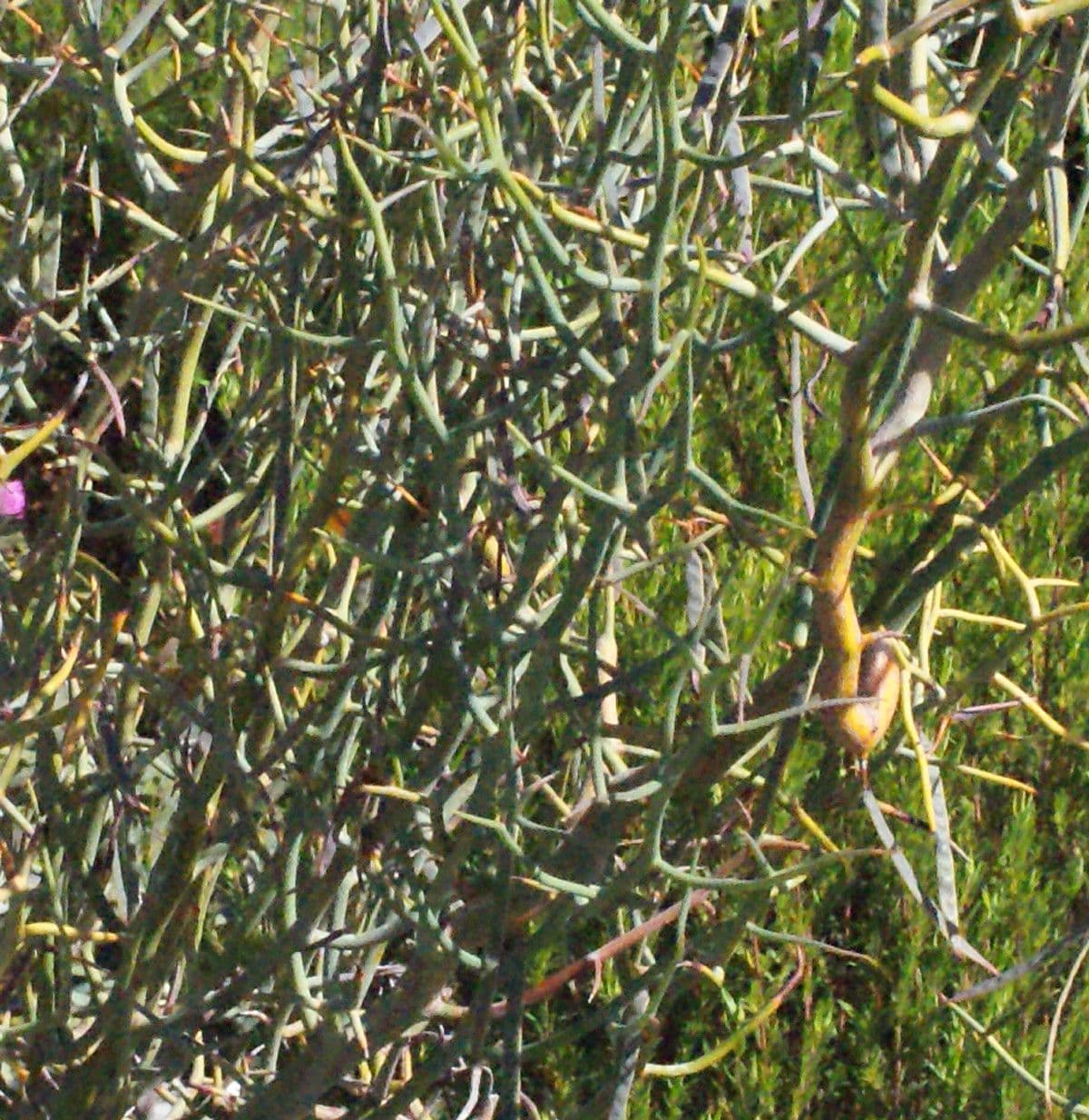Acacia