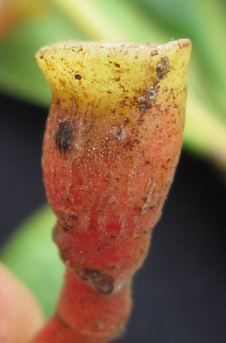 Ocotea 4