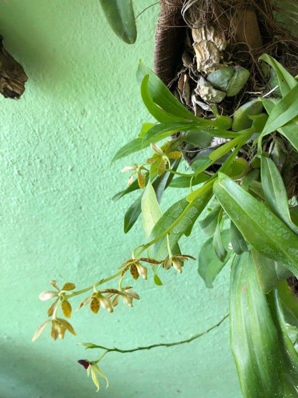 Encyclia 10