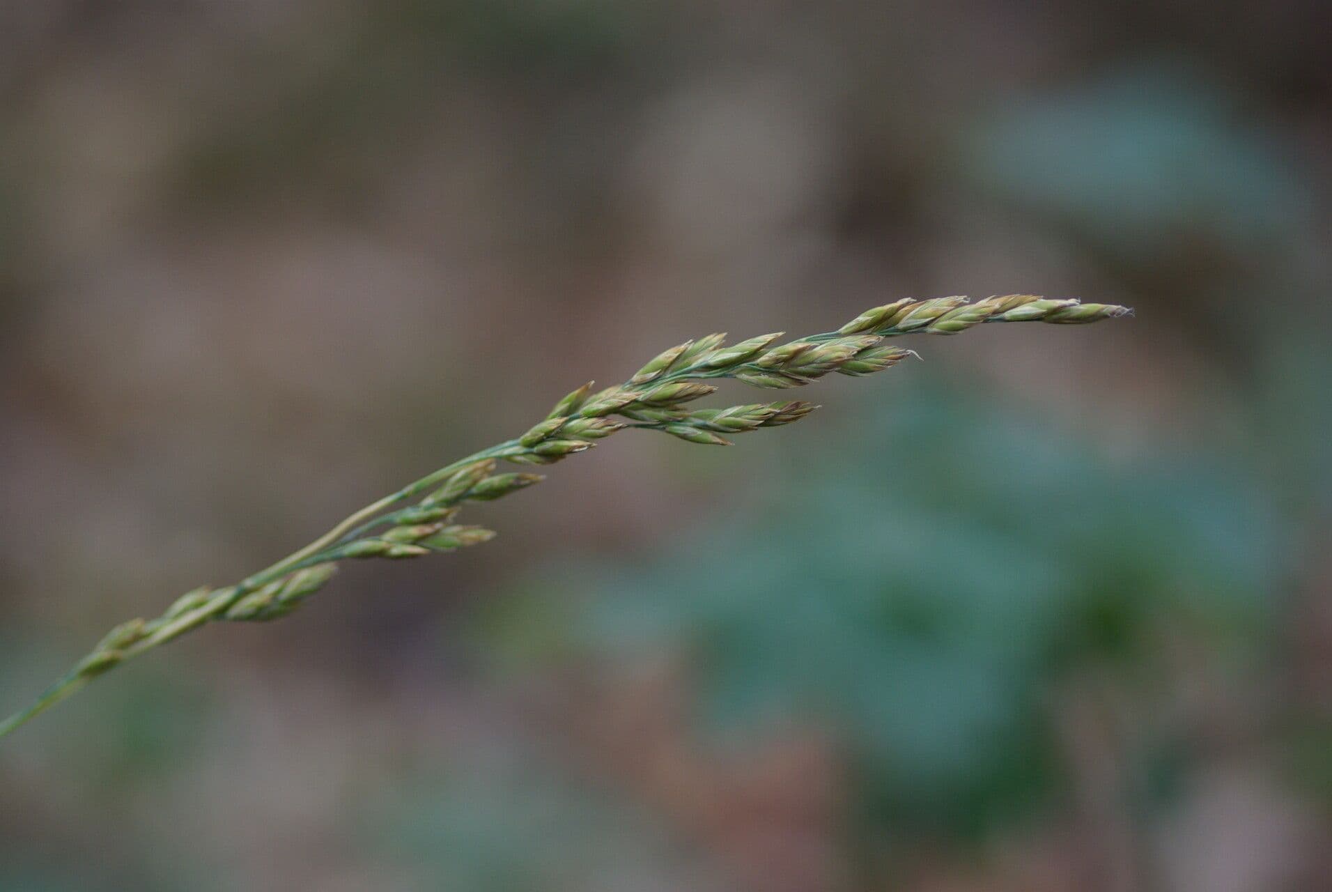 Fétuque paniculée