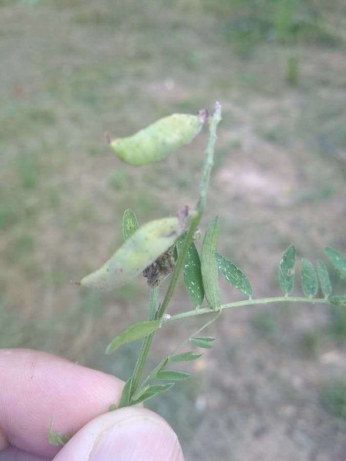 Veccia pelosa 4
