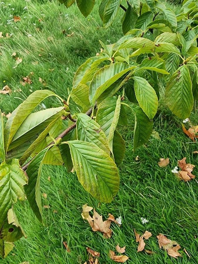 Thomsonaria kalonevrová 13