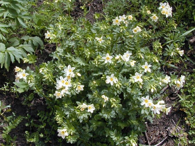 Polemonium 9