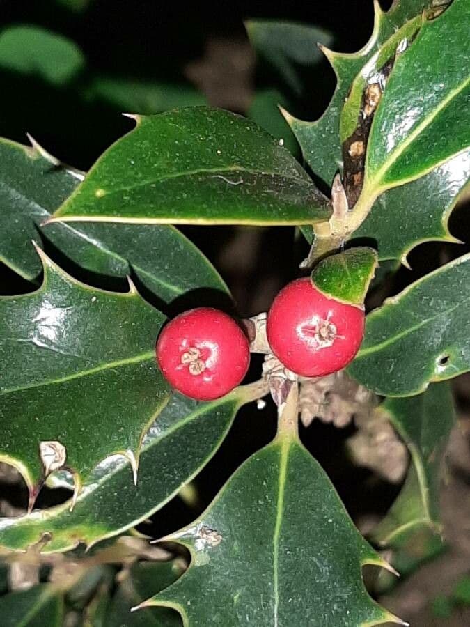 Acebo 2
