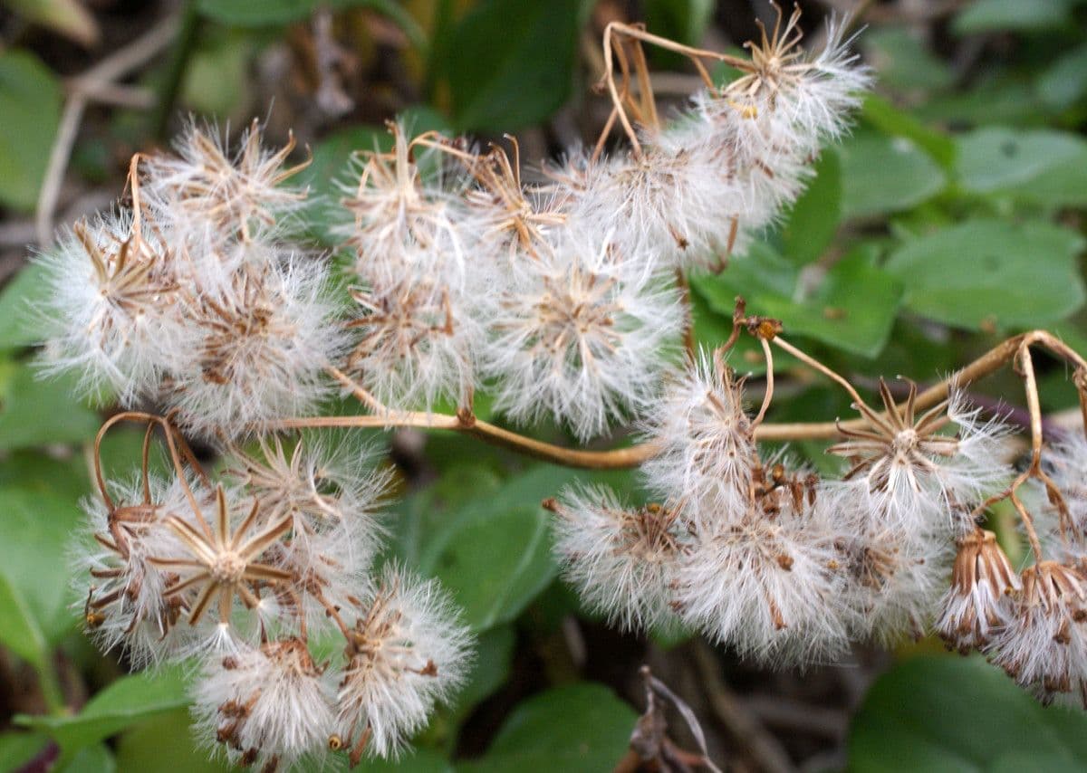 Senecio angulatus 2