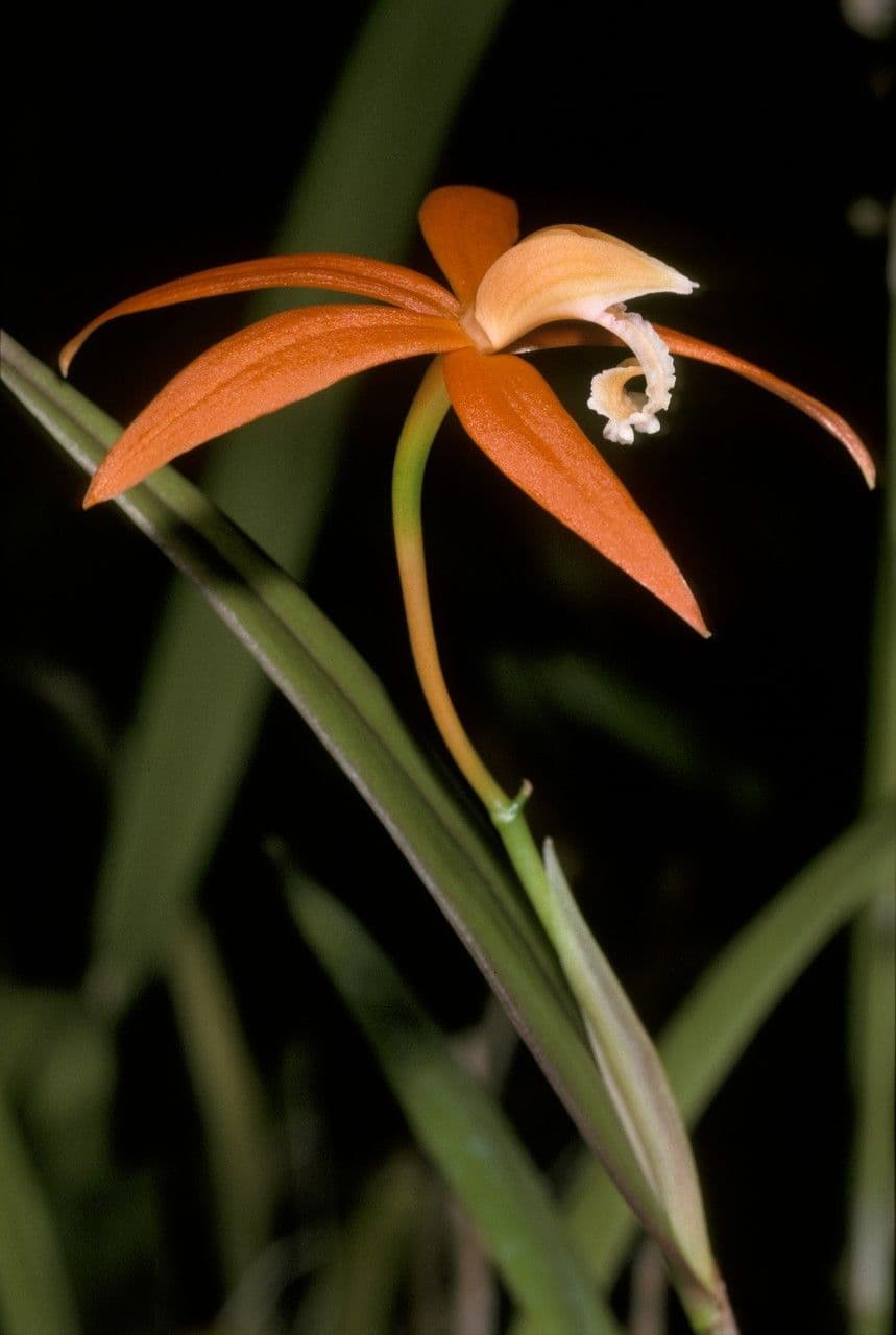 Cattleya