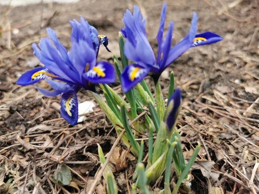 Netz-Iris 17