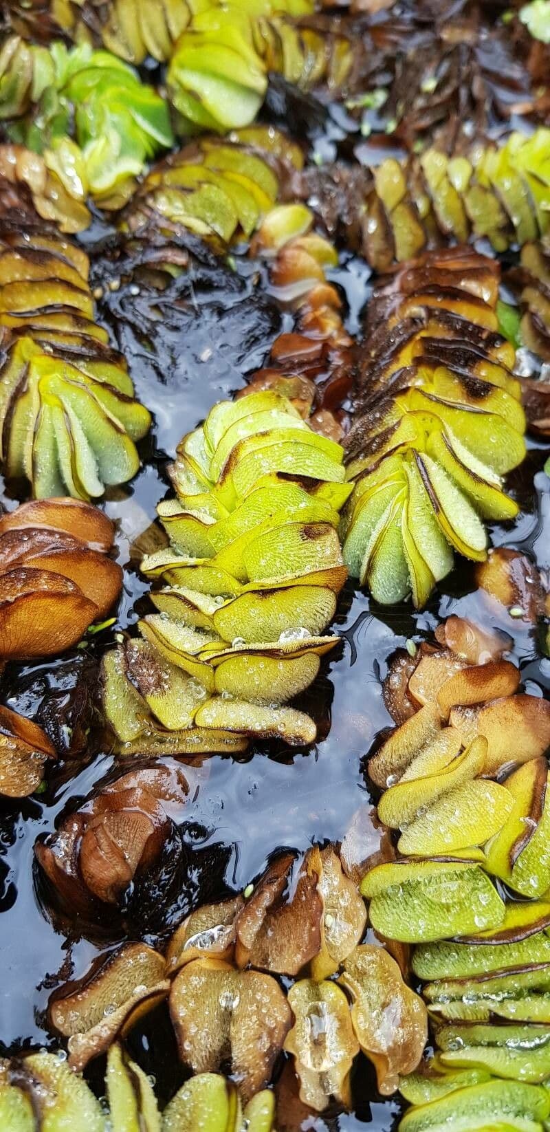 Salvinia ucholistá 7